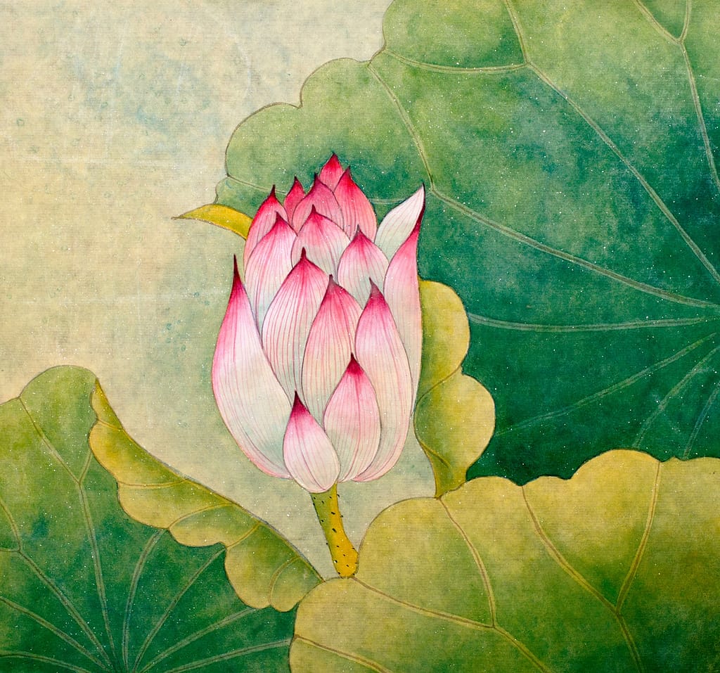 Bud of pink lotus